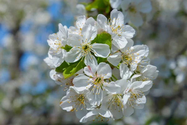 Blooming cherry branch — Stock Photo, Image