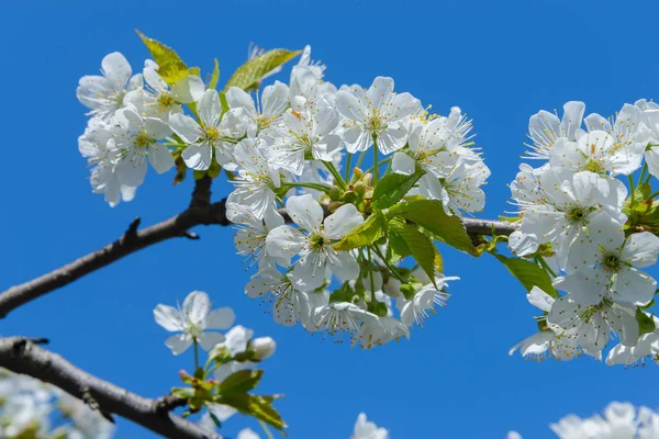 Blooming cherry branch — Stock Photo, Image