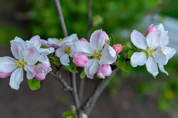 Blommande apple trädgren — Stockfoto