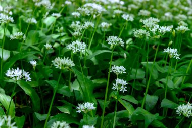 çalılıkları yabani sarımsak