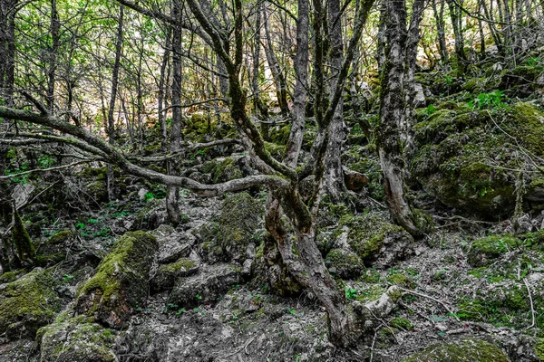 Gli alberi secchi — Foto Stock