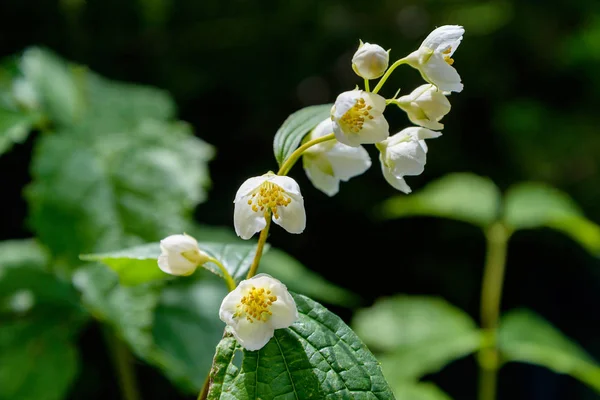 Les fleurs de jasmin — Photo