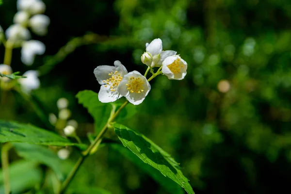 Les fleurs de jasmin — Photo
