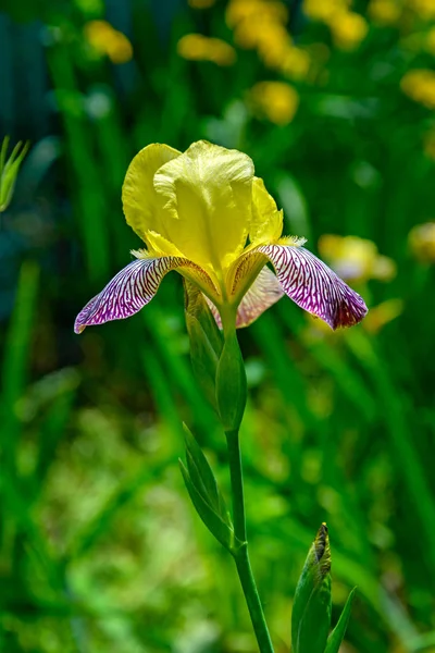 La fleur d'iris — Photo