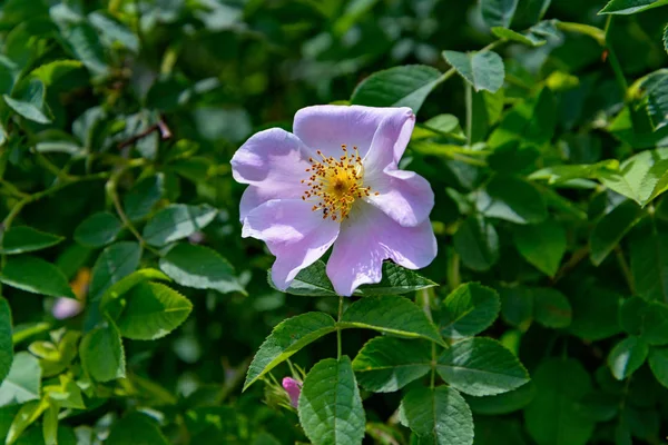 A flor de Rosa mosqueta — Fotografia de Stock