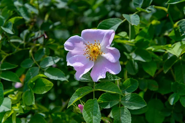 Die Hagebuttenblüte — Stockfoto