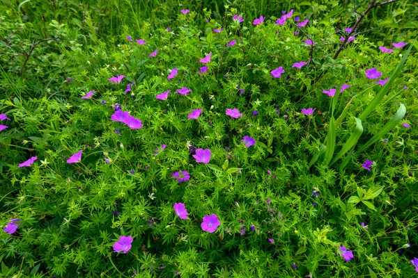 Flowers a wild geranium — Stock Photo, Image