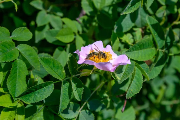 Bee en hondsroos — Stockfoto