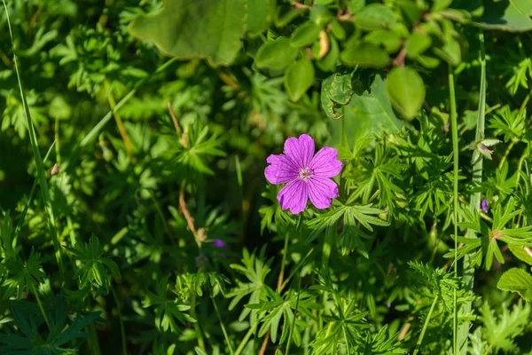 Blomma en vild pelargon — Stockfoto