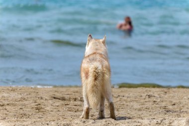 Husky doğurmak köpek