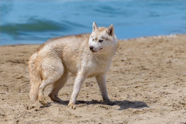 Perro de raza Husky — Foto de Stock
