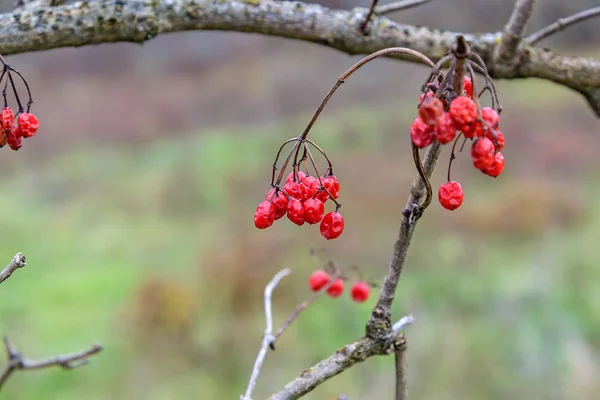 The viburnum berries — Stock Photo, Image