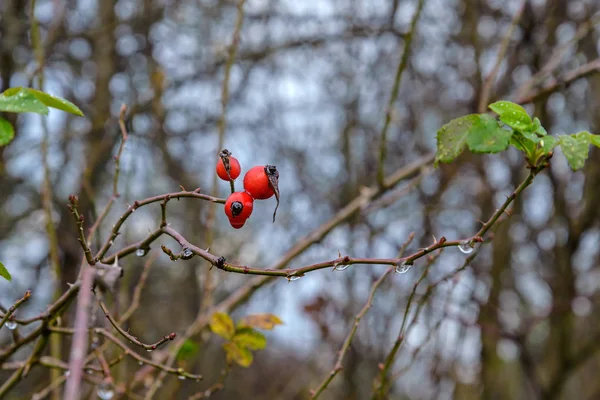 Berries hips — Stock Photo, Image