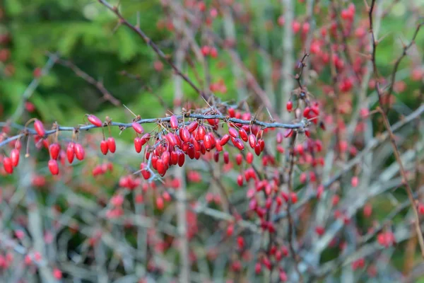 The red berries of the barberry — Stock Photo, Image
