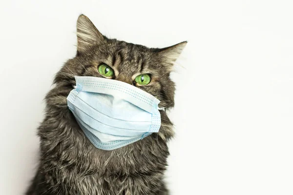 Cat Wearing Medical Mask Because Coronavirus Air Pollution Virus Epidemic — Stock Photo, Image