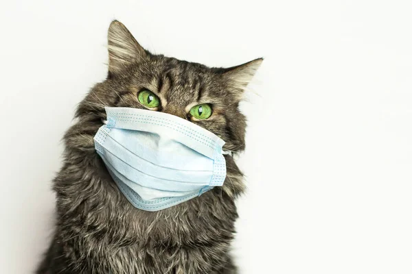 Gato Usando Máscara Médica Debido Coronavirus Contaminación Del Aire Epidemia Imagen de archivo