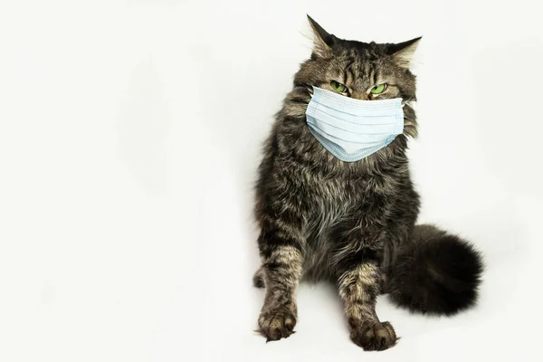Cat wearing medical mask because of coronavirus or air pollution or virus epidemic in the city