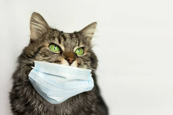 Koronavirüs, hava kirliliği ya da virüs salgını yüzünden maske takan bir kedi.