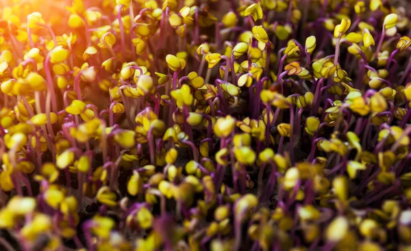 Närbild Kålrabbi Kål Mikrogröna Gröna Blad Och Lila Stjälkar Täta — Stockfoto