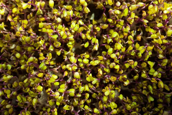 科拉比卷心菜微青菜的特写 绿叶和紫色茎的特写集中了有选择的焦点 种子萌发在家里 健康饮食的概念 发芽的高丽菜种子 — 图库照片