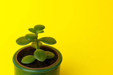 Krassula çiçeği sulu bitki yeşil seramik saksıda sarı arka planda