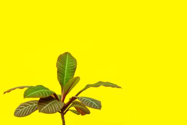 Sarı Arkaplan 'daki Yeşil ve Kırmızı fabrikayı kapat