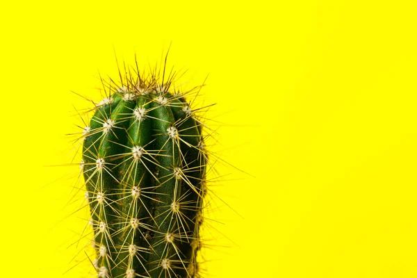 Cactus Close Casa Plantas Interior Com Espinhos Fundo Amarelo Suculento — Fotografia de Stock