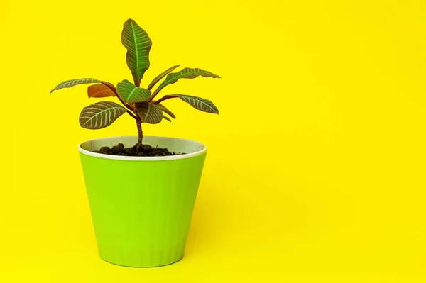 Green and red plant in a green flowerpot on a Yellow desk