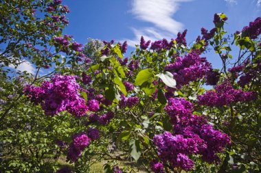 Leylak Botanik bahçesinde