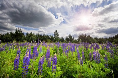 Gün batımı ile mor çiçek alan