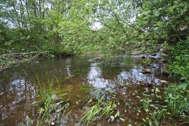 Hızlı orman nehir su yüzeyinde yeşillik ile