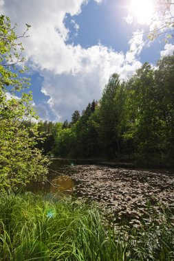 Sessiz Orman Gölü su yüzeyinde yeşillik ile