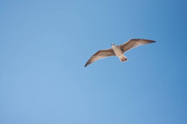 Gökyüzündeki yalnız kuş