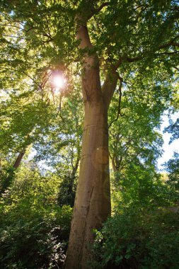 Yeşil Orman güneşli bir günde
