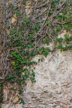 Taş duvarın etrafını bir ot sarar.