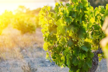 Parlak gün ışığında bir sarmaşığın yakınına