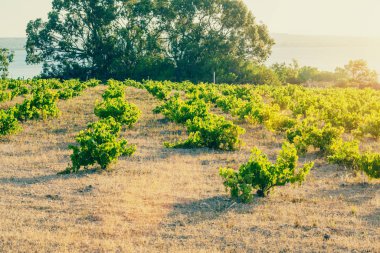 Tepenin yamacında genç bir üzüm bağının sıraları