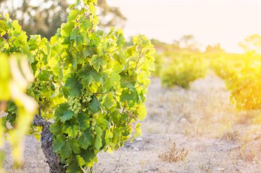 asma ekimi - İspanyol şarap üreticilerinin gelenekleri