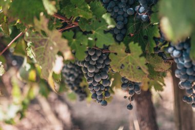 Olgun mavi üzüm büyük demetleri ile Üzüm çiftliği - Fransa'da üzüm endüstrisi