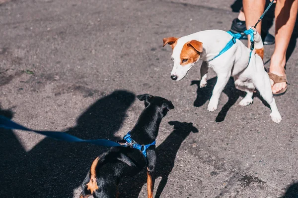 Collar Correa Dar Perro Abalanzan Sobre Segundo Perro —  Fotos de Stock