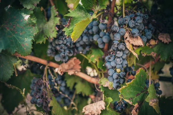 Migliori Uve Nere Della Francia Luberon — Foto Stock