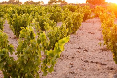 asma ekimi - İspanyol şarap üreticilerinin gelenekleri