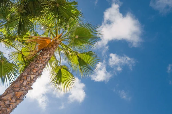 Beach Palm Trees Leaves Beautiful Blue Sky Stock Image