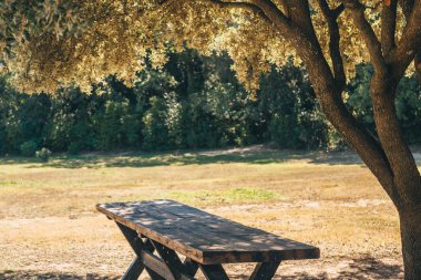 Güneşli bir sonbahar gününde bir ağacın dallarının altındaki bir açıklıkta ahşap tahta masa. Kopya alanı.