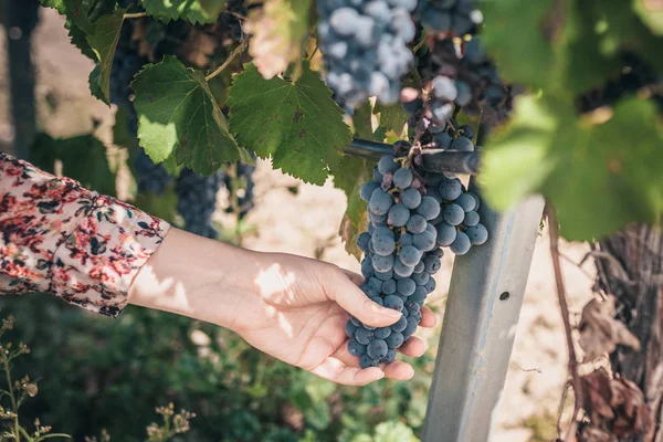 Лучший Черный Виноград Франции Luberon — стоковое фото