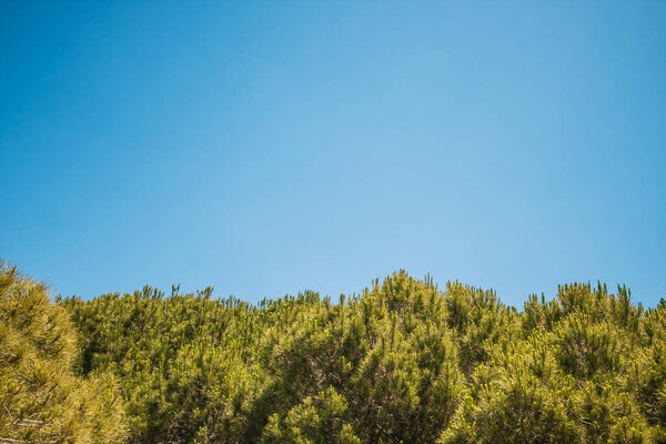 Treetops in national park against blue sky - copy space