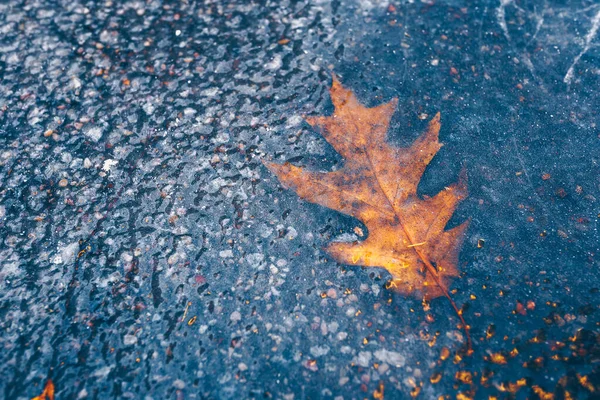 Gelées Sévères Eau Gelée Feuilles Automne Sèches — Photo