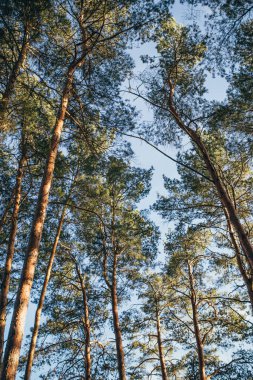 Uzun çam ağaçları gökyüzünde en üstte - alttaki manzara - ormanın mavi gökyüzü oryantasyon