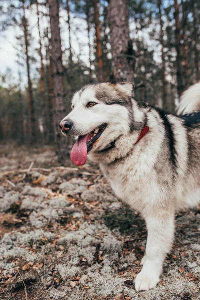 Beautiful Large Alaskan Malamute Tongue Forest Mans Best Friend Sledding — Stock Photo, Image