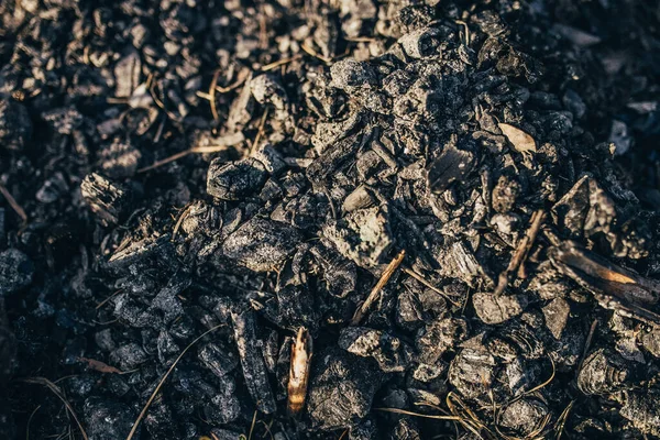 Czarny Węgiel Gruby Warstwa Pożar Zwęglony Las — Zdjęcie stockowe